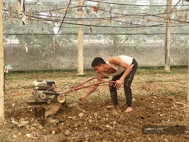 Gác bằng kỹ sư về làm nông nghiệp công nghệ cao lãi 800 triệu/năm - Ảnh 7.