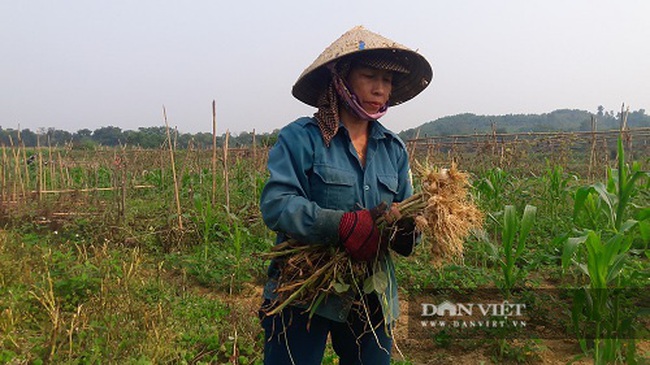 Hà Tĩnh: Ở đây, người dân trồng tỏi, đến lúc thu hoạch chỉ đếm củ tính tiền - Ảnh 2.