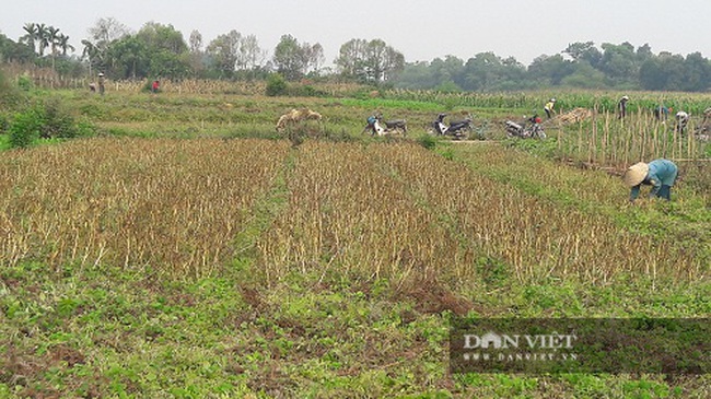 Hà Tĩnh: Ở đây, người dân trồng tỏi, đến lúc thu hoạch chỉ đếm củ tính tiền - Ảnh 6.