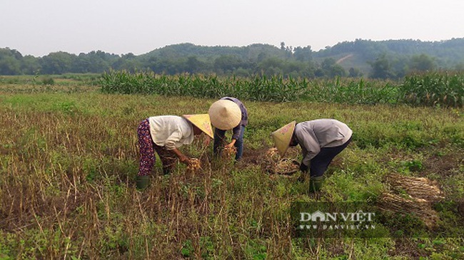 Hà Tĩnh: Ở đây, người dân trồng tỏi, đến lúc thu hoạch chỉ đếm củ tính tiền - Ảnh 3.