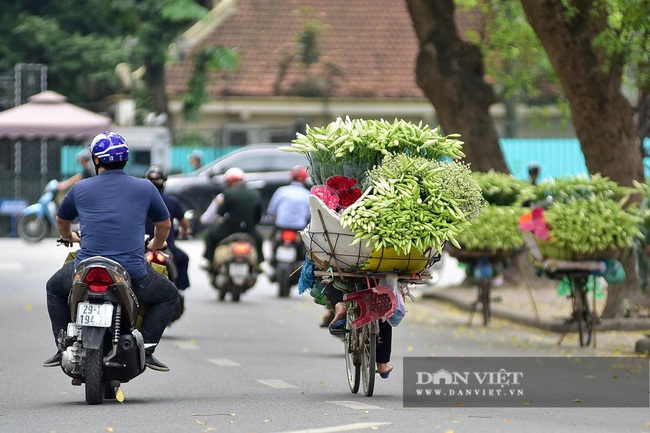 Hoa loa kèn tràn về ngõ phố níu bước chị em Thủ đô - Ảnh 2.