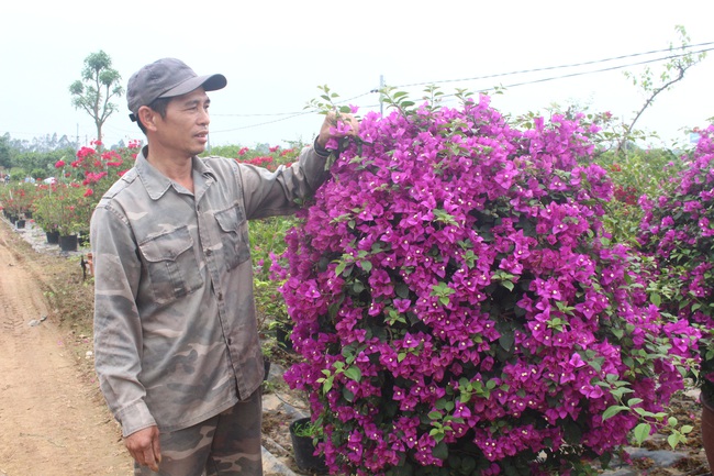 Ra mắt mô hình kinh tế trồng hoa giấy kết hợp chăn nuôi do phụ nữ làm chủ ở  Tiên Điền  Cổng thông tin điện tử huyện Nghi Xuân