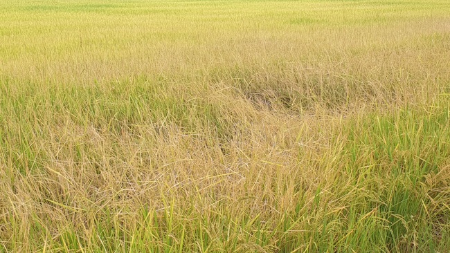 Tây Ninh: Trồng lúa cả tháng, nông dân mới &quot;ngã ngửa&quot; vì xuất hiện lúa &quot;hai tầng&quot;, có cả lúa &quot;ma&quot; - Ảnh 3.
