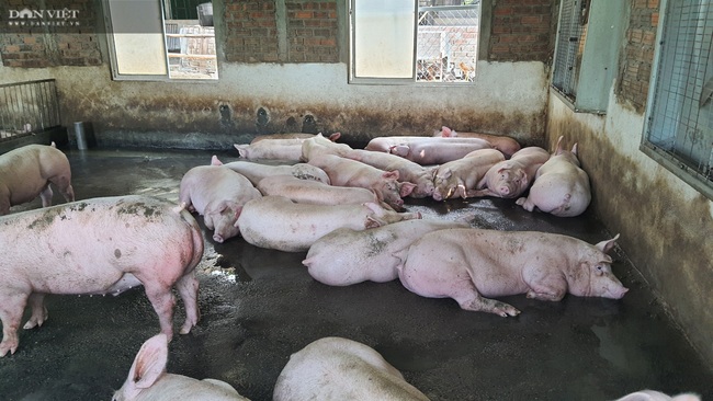 Đà Nẵng: Bác sĩ nghỉ hưu về phụ vợ nuôi lợn lãi hơn 500 triệu đồng/năm - Ảnh 4.
