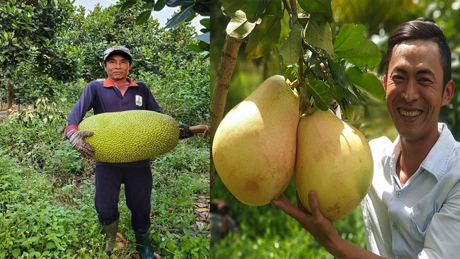 Giá mít Thái hôm nay 4/5: Nông dân miền Tây bỏ mít Thái trồng bưởi Tam Hồng bán giá cao, giá mít Thái lại giảm - Ảnh 1.