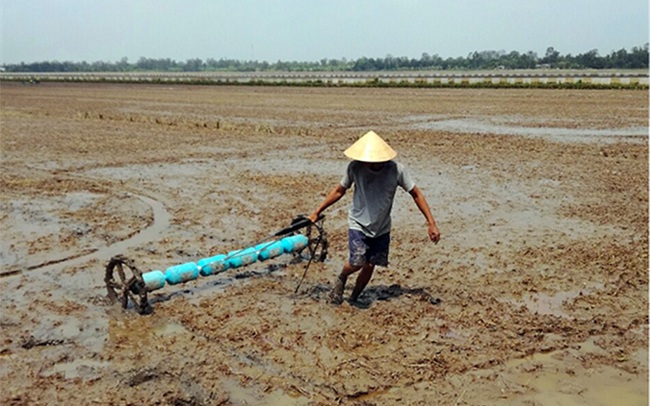 Vụ đông xuân 2021 - 2022 tại ĐBSCL: Chủ động xuống giống sớm né hạn, mặn  - Ảnh 1.