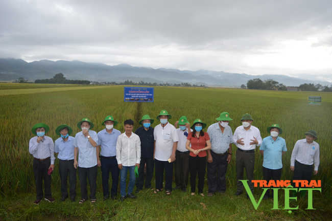 Điện Biên: Hội thảo thúc đẩy phát triển sản xuất - tiêu thụ gạo chất lượng cao   - Ảnh 1.