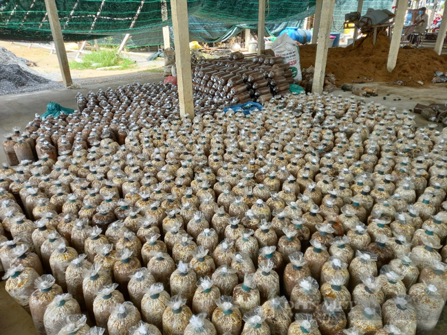 Đà Nẵng: Mượn đất dự án để trồng nấm bào ngư, một ông nông dân thu lãi hàng trăm triệu đồng mỗi năm - Ảnh 4.