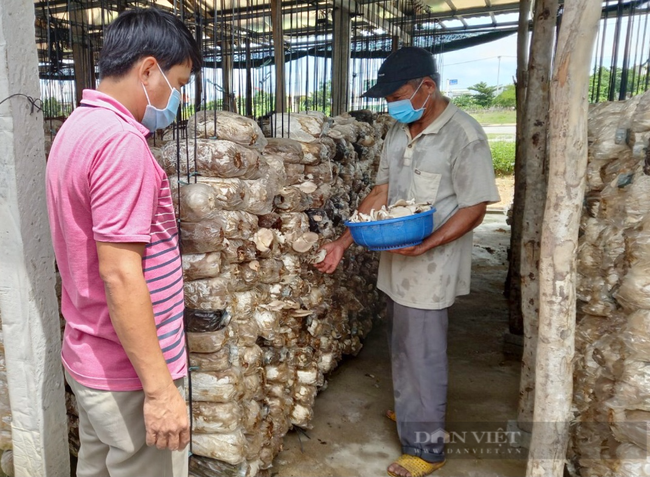 Đà Nẵng: Mượn đất dự án để trồng nấm bào ngư, một ông nông dân thu lãi hàng trăm triệu đồng mỗi năm - Ảnh 5.