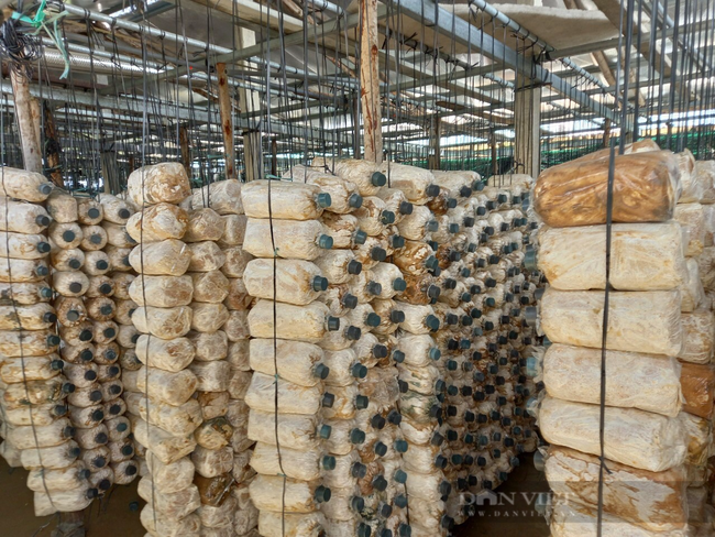 Đà Nẵng: Mượn đất dự án để trồng nấm bào ngư, một ông nông dân thu lãi hàng trăm triệu đồng mỗi năm - Ảnh 6.