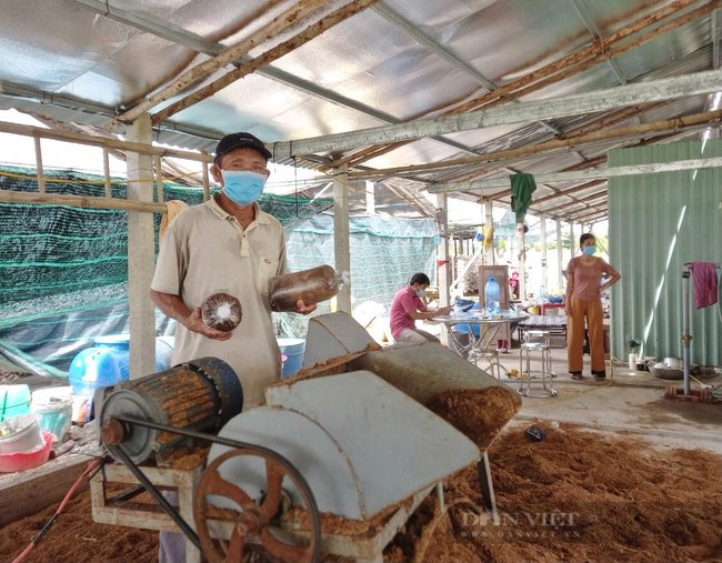 Đà Nẵng: Mượn đất dự án để trồng nấm bào ngư, một ông nông dân thu lãi hàng trăm triệu đồng mỗi năm - Ảnh 7.