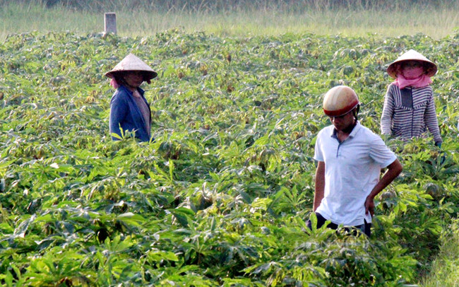 Người dân trồng khoai mì ở Tây Ninh. Ảnh: Nguyên Vỹ