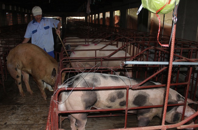 Nam Định: Giá lợn hơi giảm sâu, người chăn nuôi lỗ nặng - Ảnh 1.
