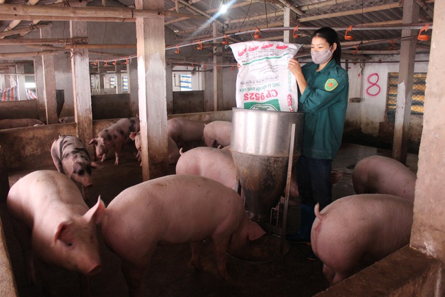 Nam Định: Giá lợn hơi giảm sâu, người chăn nuôi lỗ nặng - Ảnh 2.