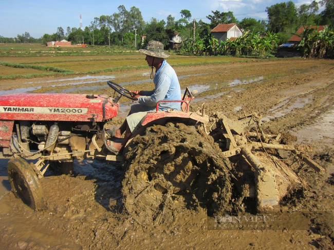  Quảng Nam: Khi nông dân áp dụng công nghệ hiện đại vào nông nghiệp   - Ảnh 2.