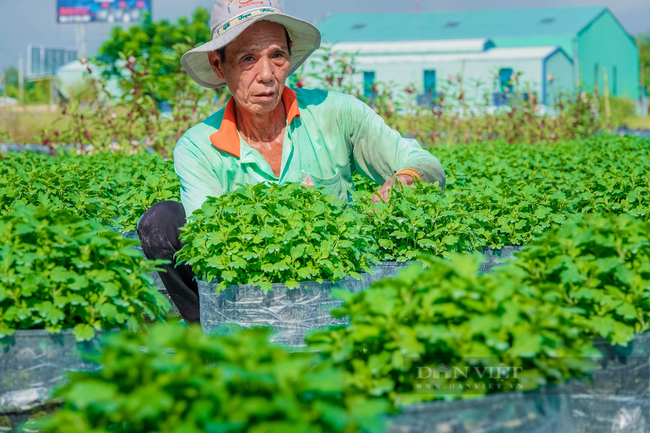 Tăng tốc khôi phục sản xuất nông nghiệp sau dịch (bài 2): Âu lo với cây lúa,  vườn hoa... - Ảnh 1.