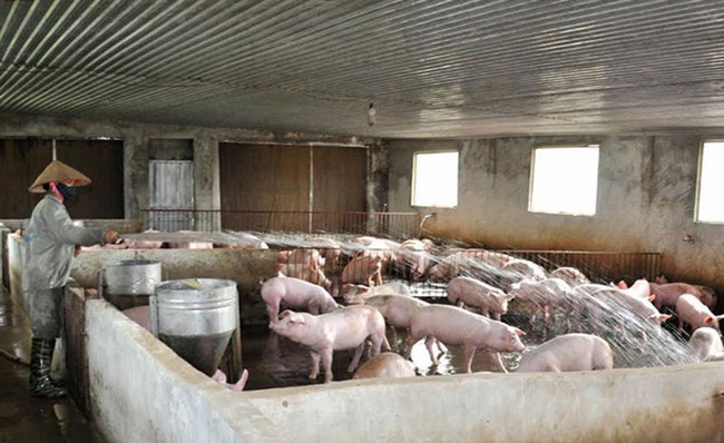 Giá lợn hơi giảm kỷ lục, thấp nhất 35.000 đồng/kg - Ảnh 1.