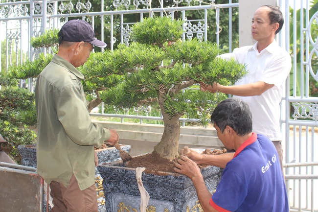 Nam Định: Xây nhà lầu, mua xe hơi… nhờ trồng cây cảnh - Ảnh 3.