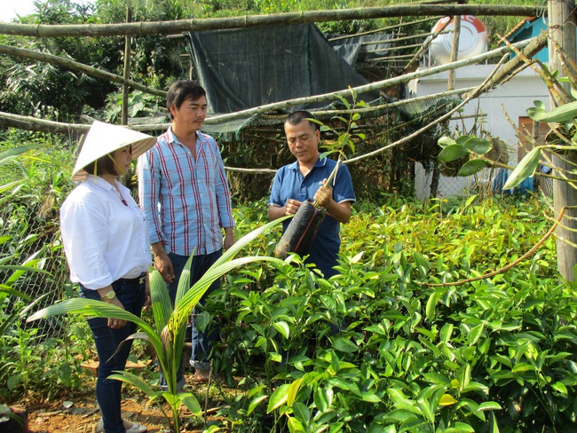 Xây dựng nông thôn mới ở Quảng Nam: Tiên Phước kỳ vọng ở sức bật liên kết sản xuất, OCOP - Ảnh 1.