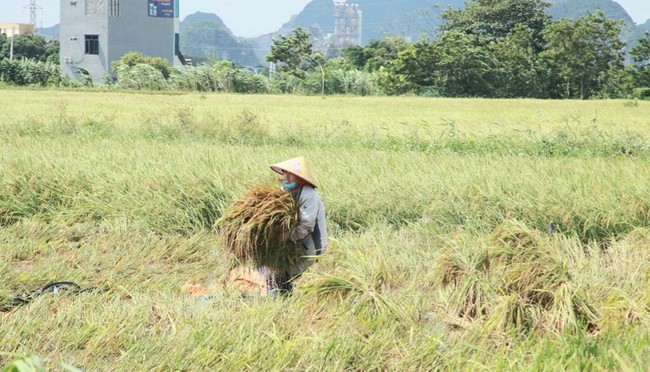 Ninh Bình: Gần 20.500 ha lúa mùa đã được thu hoạch trước khi bão số 8 đổ bộ - Ảnh 1.
