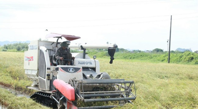 Ninh Bình: Gần 20.500 ha lúa mùa đã được thu hoạch trước khi bão số 8 đổ bộ - Ảnh 3.