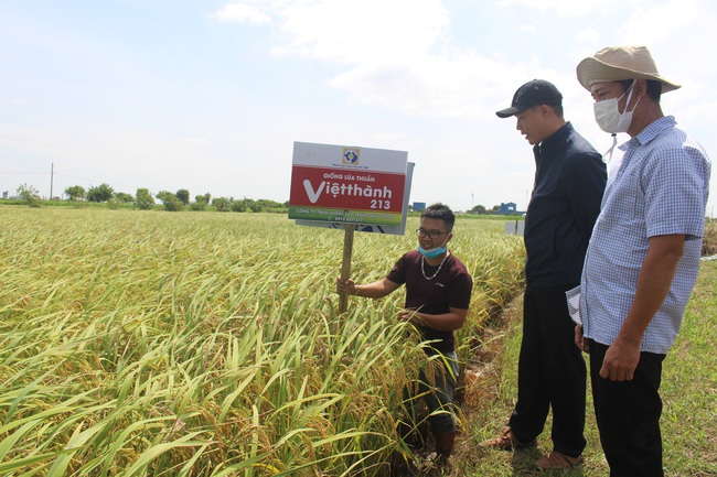 Nam Định: Giống lúa Việt Thành 213 cho năng suất cao, người nông dân vui mừng khôn siết - Ảnh 1.