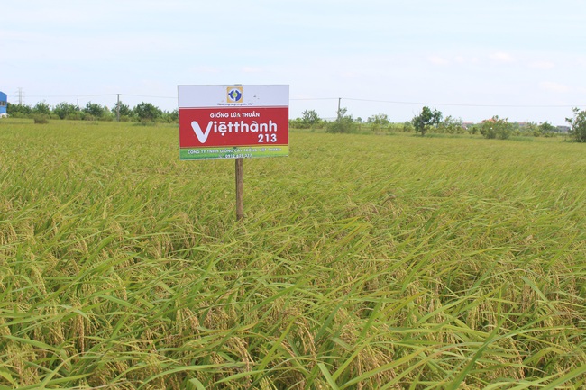 Nam Định: Giống lúa Việt Thành 213 cho năng suất cao, người nông dân vui mừng khôn siết - Ảnh 2.