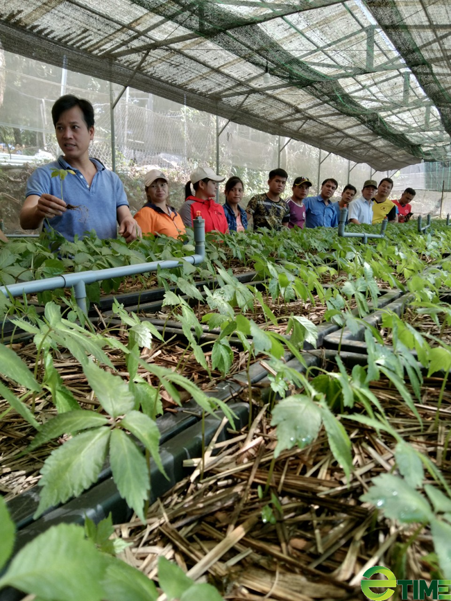 Quảng Nam: 3 doanh nghiệp đăng ký mua 35.000 cây sâm Ngọc Linh giống - Ảnh 1.
