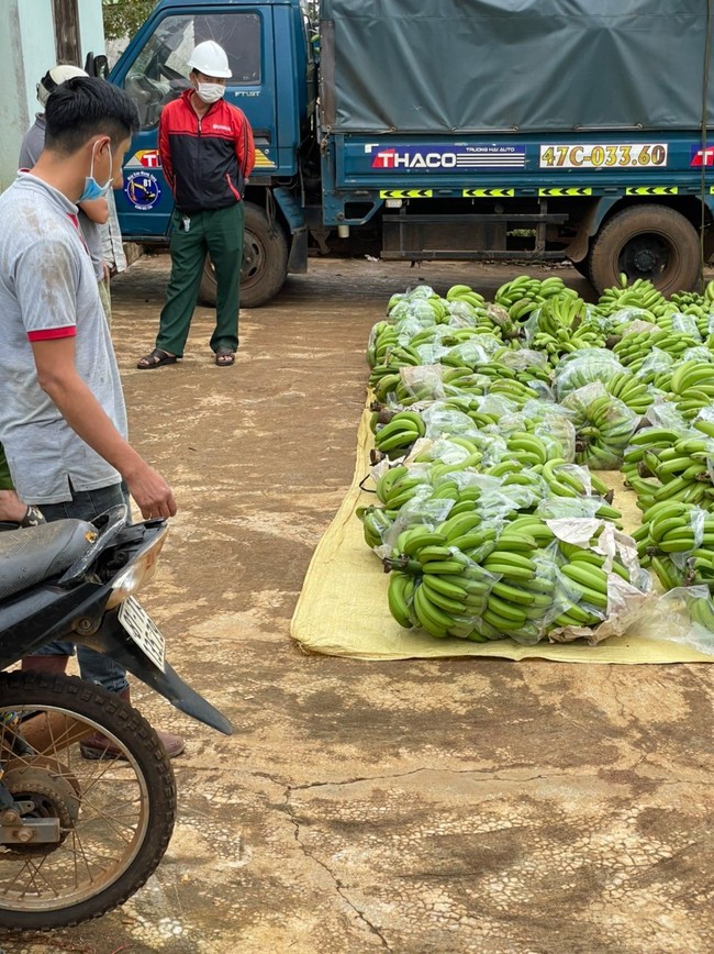 Gia Lai: 4 công nhân cắt trộm hơn 3 tấn chuối từ nông trại Hoàng Anh Gia Lai - Ảnh 2.