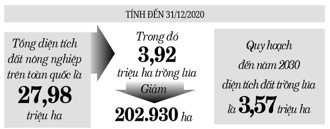 xung quanh Đề xuất chuyển đổi 300.000ha đất trồng lúa: Đừng “bắt” nông dân chỉ trồng lúa  - Ảnh 3.