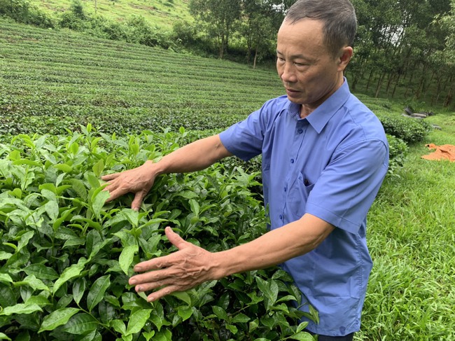 Tỷ phú nông dân Việt Nam xuất sắc 2021 Phan Đình Đường: Hành trình đưa cây chè phủ xanh vùng đất chết   - Ảnh 5.