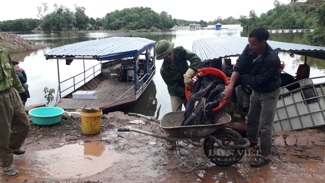 Thái Nguyên: Hàng chục tấn cá đặc sản trên hồ Ghềnh Chè bỗng dưng chết đồng loạt không rõ nguyên nhân - Ảnh 2.