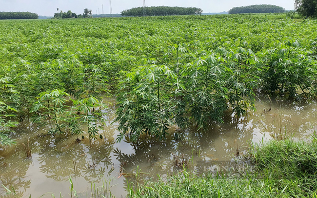 Một ruộng mì của nông dân Tây Ninh bị ngập nước. Ảnh Minh Dương