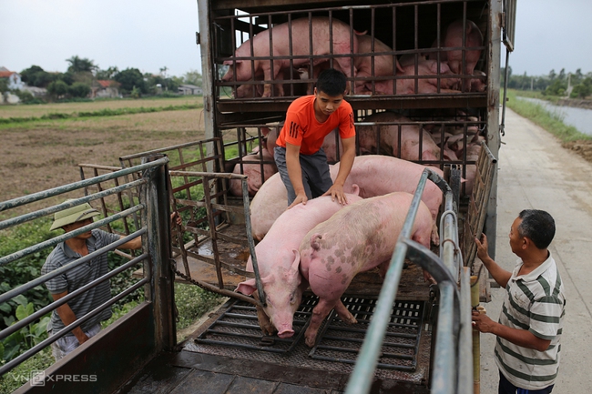 Hội chăn nuôi kiến nghị kiểm soát heo nhập khẩu - Ảnh 1.