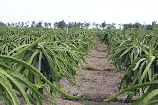 Đề xuất chuyển đổi linh hoạt 300.000ha đất trồng lúa, GS Võ Tòng Xuân: Đừng “bắt” nông dân chỉ trồng lúa  - Ảnh 3.