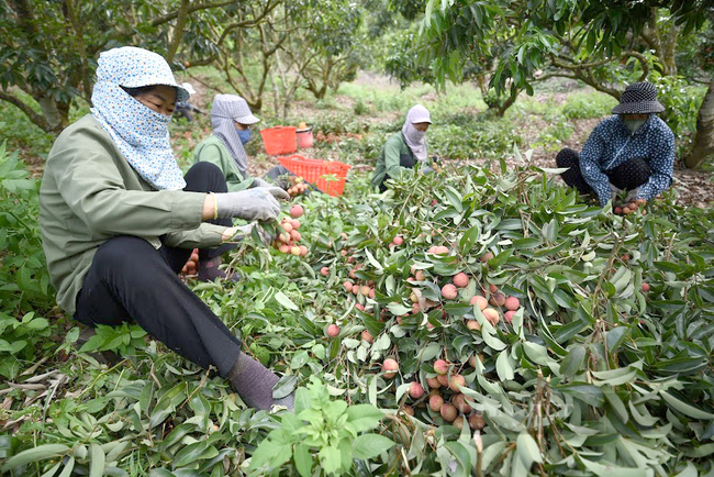 Trung Quốc siết chặt điều kiện nhập khẩu: Doanh nghiệp xuất khẩu “chạy đua” với thời gian - Ảnh 2.