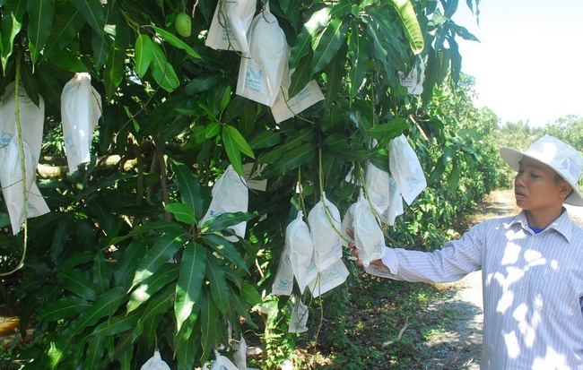 Triển khai các giải pháp chống hạn cho vườn cây ăn quả vùng ĐBSCL: Làm ngay việc trữ nước, tích nước - Ảnh 1.