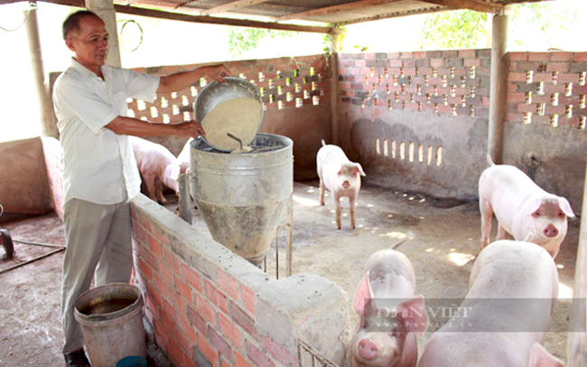 Một hộ chăn nuôi heo ở huyện Châu Đức, Bà Rịa – Vũng Tàu. Ảnh: Trần Khánh
