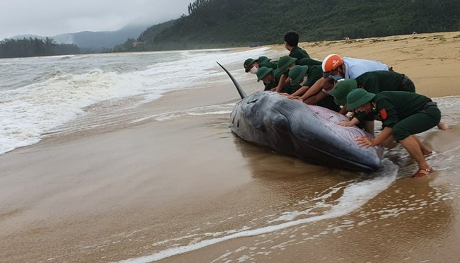 TT-Huế: Giải cứu cá voi nặng 3 tấn, dài 10m dạt vào bờ biển - Ảnh 2.
