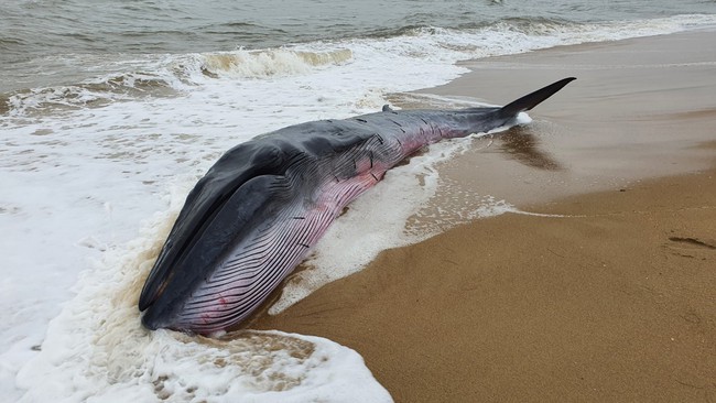 TT-Huế: Giải cứu cá voi nặng 3 tấn, dài 10m dạt vào bờ biển - Ảnh 1.