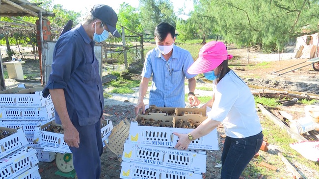 Ứng dụng chế phẩm vi sinh trong nuôi gà ở Quảng Nam:  Gà ít bệnh, giảm thiểu ô nhiễm môi trường - Ảnh 1.