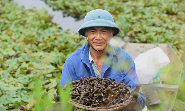 Nông sản Việt Nam gọi là củ nhưng mọc dưới nước như lục bình, có thể thổi như sáo - Ảnh 1.