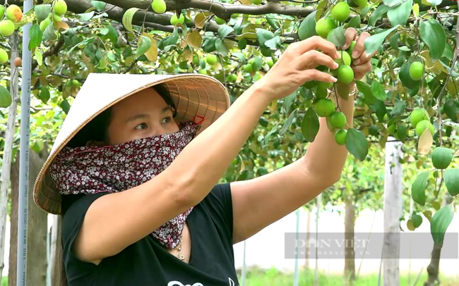 Vườn táo của chị Lệ ở xã Phước Thể, huyện Tuy Phong. Ảnh: Hải Long