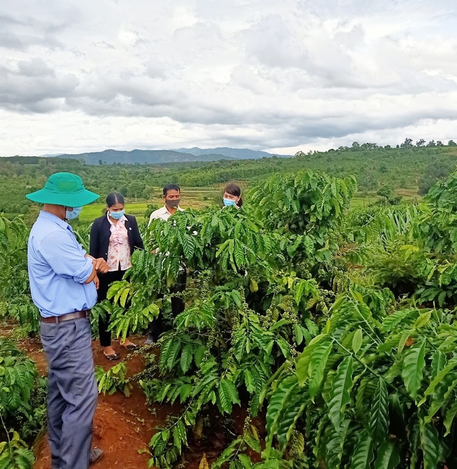 Nông dân Chư Păh thi đua sản xuất giỏi - Ảnh 1.