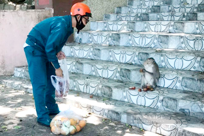 Lực lượng chức năng phường 1, TP. Vũng Tàu mang thức ăn lên cho đàn khỉ trên Núi Lớn. Ảnh: Quang Vũ