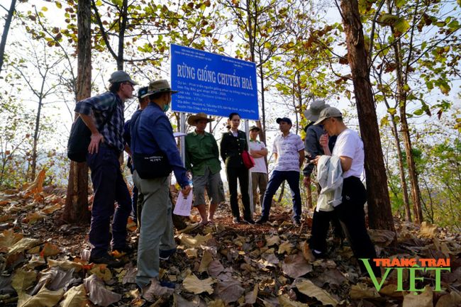 Kiểm lâm Yên Châu làm tốt công tác phát triển rừng và bảo vệ rừng - Ảnh 6.