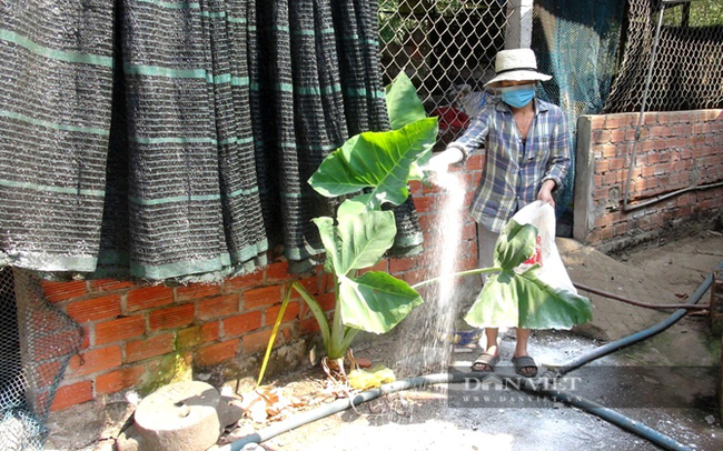 Hộ chăn nuôi heo ở Bình Thuận đang rãi vôi khử trùng chuồng trại. Ảnh: Chí Tài