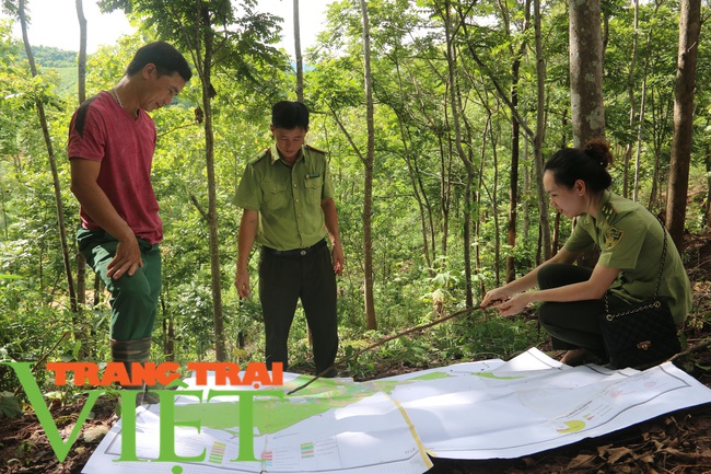 Kiểm lâm Yên Châu làm tốt công tác phát triển rừng và bảo vệ rừng - Ảnh 1.