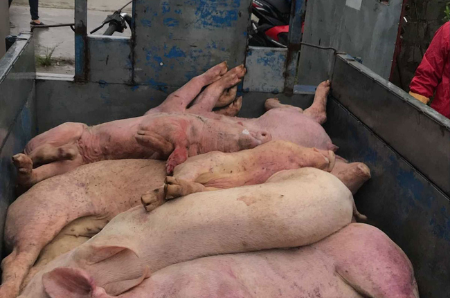 Hà Nam: Xuất hiện ổ dịch tả lợn châu Phi, tiêu hủy 139 con lợn - Ảnh 1.