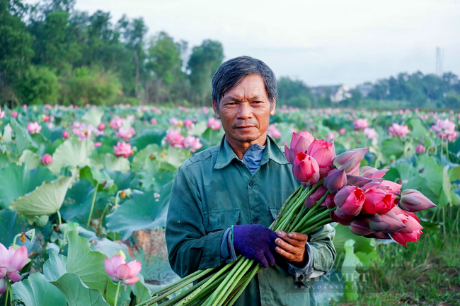 “Vua” sen xứ Huế với bí quyết trồng sen không sâu bệnh, mỗi năm thu nửa tỷ đồng, say mê thiện nguyện  - Ảnh 1.